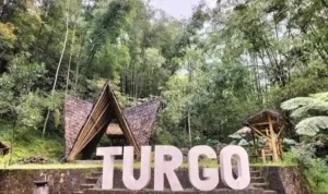 Hutan Pinus Turgo Sleman Hidden Gem Lereng Merapi