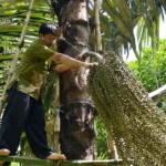 Seni Panen Nira Aren Tradisional Rahasia Emas Cair