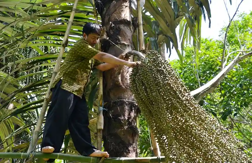 Seni Panen Nira Aren Tradisional Rahasia Emas Cair