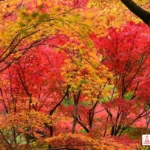 ritual autumnal equinox sederhana