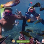 snorkeling karimunjawa pemula