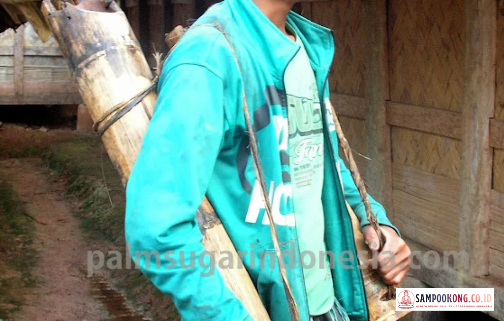 sukses bisnis gula semut organik