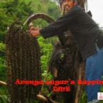 jembatan bambu penyadap nira