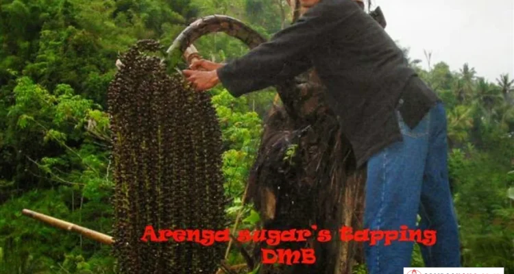 jembatan bambu penyadap nira