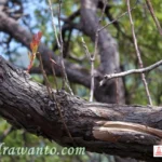 Tunas Muda Gunung Papandayan