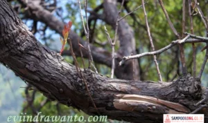 Tunas Muda Gunung Papandayan