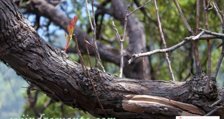 Tunas Muda Gunung Papandayan