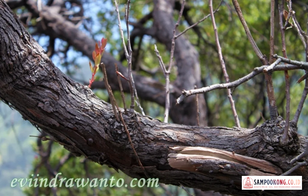Tunas Muda Gunung Papandayan