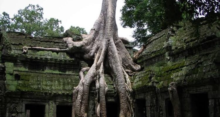 Ta Prohm, Candi Angkor yang Dipeluk Akar Raksasa dan Menyimpan Jejak Jayavarman VII