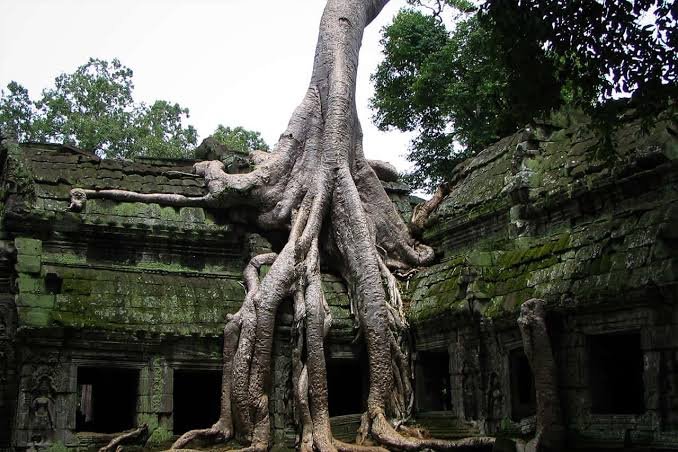 Ta Prohm, Candi Angkor yang Dipeluk Akar Raksasa dan Menyimpan Jejak Jayavarman VII